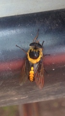 Scaptia pulchra
