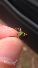 Scaptia pulchra