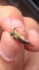 Scaptia pulchra