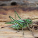 Sedakov's Bush-Cricket - Photo (c) Daba, some rights reserved (CC BY-NC), uploaded by Daba