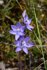 Thelymitra alpina