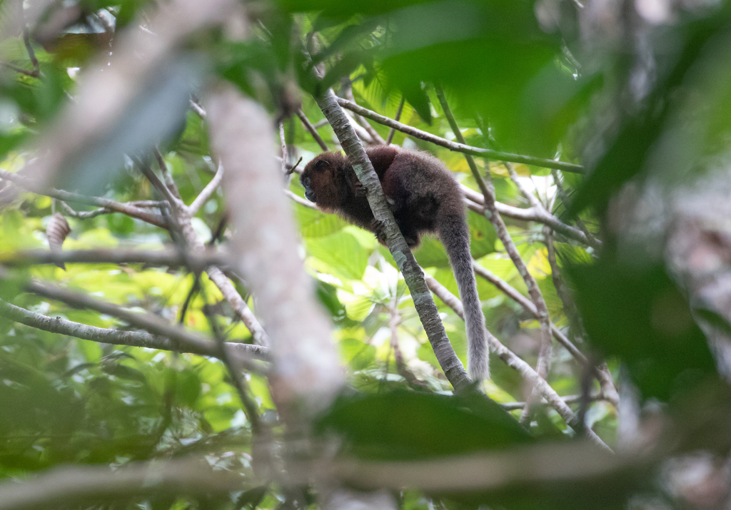 Coppery Titi Monkey
