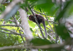 Plecturocebus cupreus