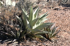 Agave × glomeruliflora