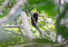 Plecturocebus cupreus