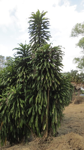 Dracaena fragrans