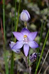 Thelymitra alpina