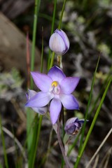 Thelymitra alpina