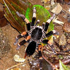 Megaphobema mesomelas