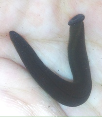Erpobdellidae