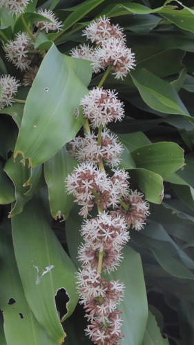 Dracaena fragrans