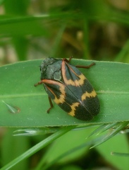 Deois flexuosa