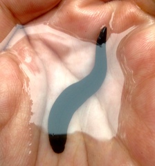 Erpobdellidae