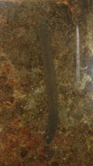 Erpobdellidae