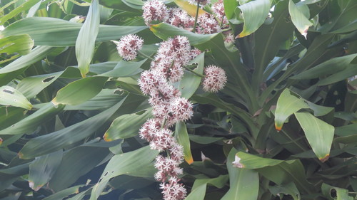 Dracaena fragrans
