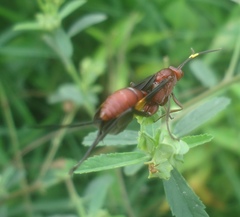 Compsocryptus melanostigma