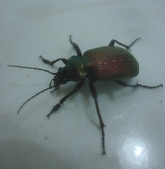 Calosoma alternans