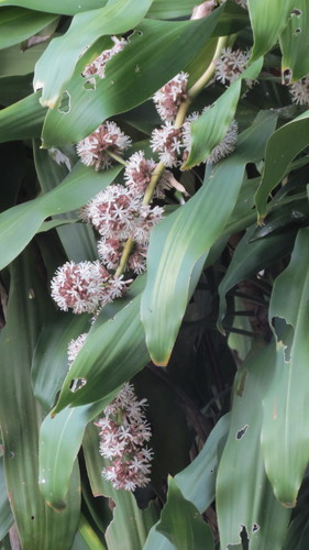Dracaena fragrans