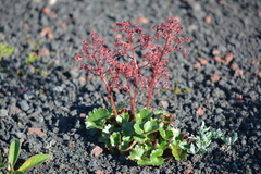 Micranthes purpurascens