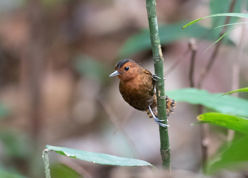 White-throated Antbird (Oneillornis salvini), photo 7