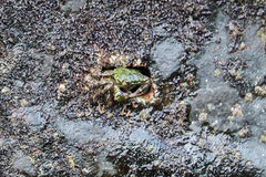 Pachygrapsus socius