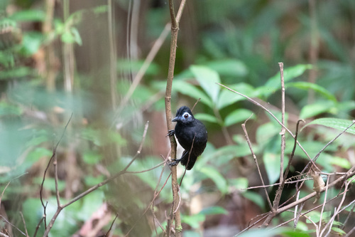 Sooty Antbird (Hafferia fortis), photo 2