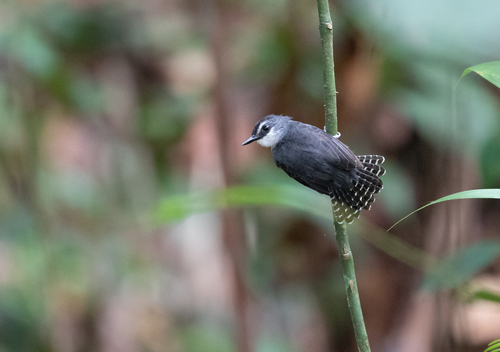 White-throated Antbird (Oneillornis salvini), photo 6