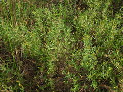 Hypericum kalmianum