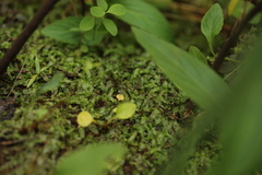 Pallavicinia