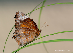 Elymnias hypermnestra undularis