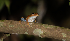 Boana calcarata