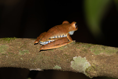 Boana calcarata