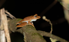 Boana calcarata