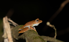 Boana calcarata