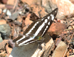 Athyma opalina opalina