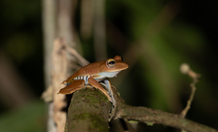 Boana calcarata