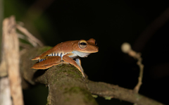 Boana calcarata