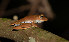 Boana calcarata