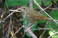 Rufous-Tailed Robin photo 3