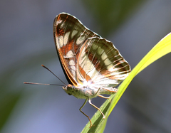 Athyma opalina opalina
