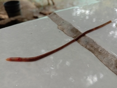 Lumbricus terrestris