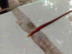 Lumbricus terrestris