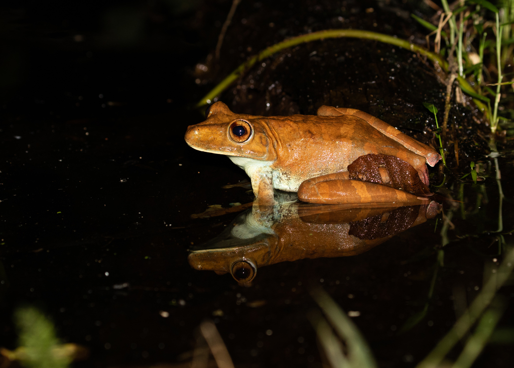 Rusty Treefrog