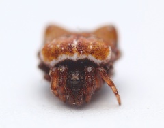 Phoroncidia quadrata