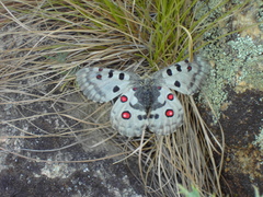 Parnassius nomion