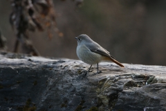 Phoenicurus hodgsoni