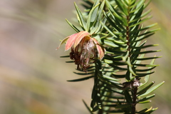 Pimelea suaveolens