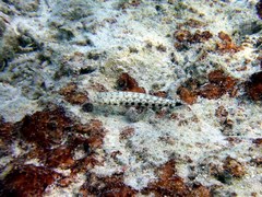 Parapercis millepunctata