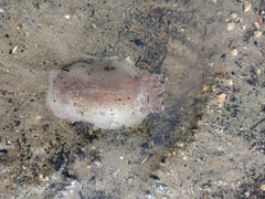 Alloiodoris lanuginata