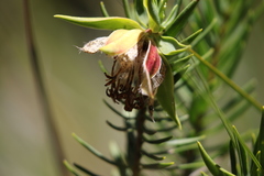 Pimelea suaveolens